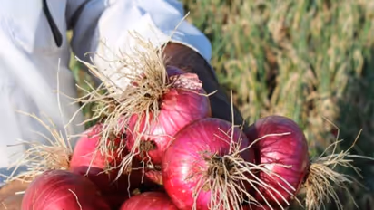 किसान के साथ धोखा ! 1123 किलो प्याज बेची, लेकिन सिर्फ 13 रुपये की हुई कमाई, जानें क्या है मामला