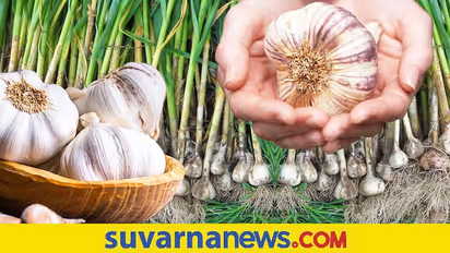 ಈರುಳ್ಳಿ ಎಲೆಯಲ್ಲ… ನೀವು ಬೆಳ್ಳುಳ್ಳಿ ಎಲೆ ತಿಂದು ನೋಡಿ, ಆರೋಗ್ಯದ ಮೇಲೆ ಹೇಗೆ ಪರಿಣಾಮ ಮಾಡುತ್ತೆ ಅಂತ?