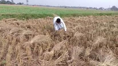 Cyclone Jawad: জাওয়াদের প্রভাবে কৃষিক্ষেত্রে ক্ষতির সম্ভাবনা, ফসল ঘরে তুলতে তৎপর কৃষকরা