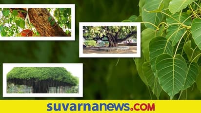 health benefits peepal tree: ಅರಳಿಯಲ್ಲಡಗಿದೆ ಇಂಪೊಟೆನ್ಸಿಗೆ ಮದ್ದು!