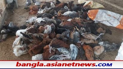 Siliguri: এক রাতে মৃত্যু হল ১২০০ সোনালী মুরগির, ফুলবাড়িতে মুরগির মৃত্যুতে মাথায় হাত ব্যবসায়ীর