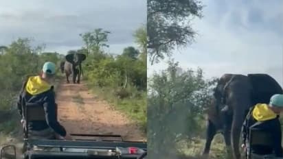 Elephant attack : സഫാരി ട്രക്കിനെ ആക്രമിച്ച് കാട്ടാന; വൈറലായി വീഡിയോ