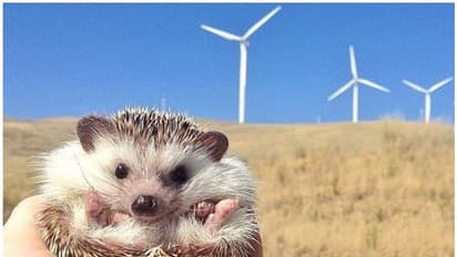 Hedgehog : തമിഴ്നാട്ടിൽ മുള്ളൻപന്നികൾക്ക് വംശനാശ ഭീഷണി; കാറ്റാടിയന്ത്രങ്ങൾ പെരുകുന്നതാണ് കാരണമെന്ന് ഗവേഷകർ