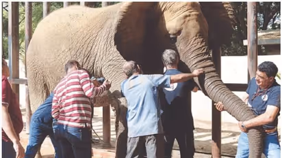 Elephant Sex : കൊമ്പനെന്ന് ധരിച്ച് കറാച്ചി മൃഗശാല അധികൃതർ പിടിയാനയെ പോറ്റിയത് 12 കൊല്ലം