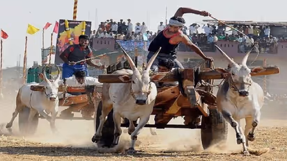 புதுக்கோட்டையில் விமரிசையாக நடைபெற்ற மாட்டு வண்டி பந்தயம்; சீறிப் பாய்ந்த காளைகள்