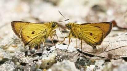 Chocolate bordered Flitter : അനേകം ചിത്രശലഭങ്ങളെ പകർത്തി, അപ്രതീക്ഷിതമായി ക്യാമറയിൽ പതിഞ്ഞ് അജ്ഞാതസുന്ദരി
