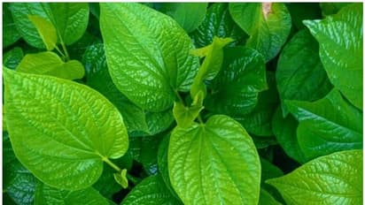 Betel leaves: தினமும் 2 வெற்றிலை சாப்பிட்டால் கிடைக்கும் மருத்துவ நன்மைகள் என்னென்ன?