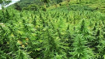 సినిమా ఆర్టిస్టులకు గంజాయి సరఫరా: అసిస్టెంట్ డైరెక్టర్ హథిరామ్ అరెస్ట్