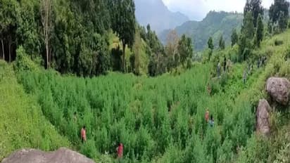 గోనె సంచుల మాటున సరఫరా: అనకాపల్లిలో రూ. 2.33 కోట్ల గంజాయి సీజ్