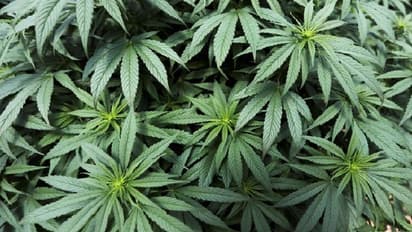 ఎన్టీఆర్ జిల్లాలో గంజాయి కలకలం.. మత్తుకు బానిస.. మతి భ్రమించి యువకుడి వింత చేష్టలు