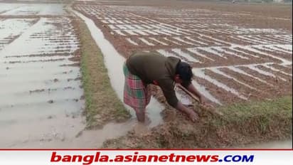Cyclone Jawad: জাওয়াদের জের, অকাল বর্ষণে হুগলী-বর্ধমানের আলু চাষিদের মাথায় হাত