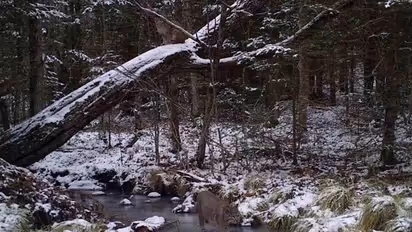 Bobcats : ഈ ഫോട്ടോയില് രണ്ട് കാട്ടുപൂച്ചകളെ കണ്ടെത്താമോ?