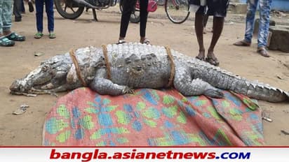 Crocodile in Hooghly: শ্রীরামপুরে গঙ্গার ঘাটে দেখা মিলল আস্ত কুমিরের, ব্যাপক চাঞ্চল্য গোটা এলাকায়