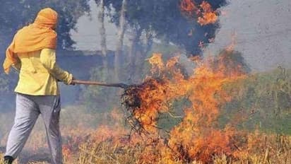 Will take 4-5 years to resolve stubble burning issue: Punjab pollution control body