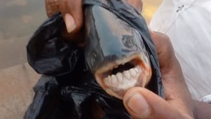 Rare Fish: ಮನುಷ್ಯನ ಮುಖ ಹೋಲುವ ಮೀನು: ಹಲ್ಲಿರುವ ಫಿಶ್‌ ಎಂದಾದ್ರೂ ನೋಡಿದ್ದೀರಾ?
