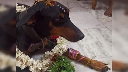 Baby Shower for Dog : വളര്ത്തുനായയുടെ ഗര്ഭം ആഘോഷിച്ച് പൊലീസ് ഉദ്യോഗസ്ഥന്