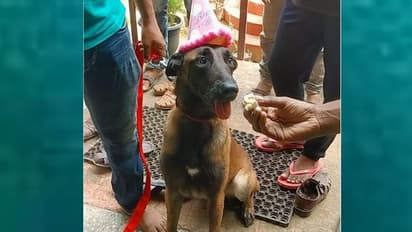 Police Dog : ആഘോഷമാക്കി ജൂഡിയുടെ രണ്ടാം പിറന്നാള്‍, ശിശു ഭവനിൽ കുട്ടികൾക്കൊപ്പം കേക്ക് മുറിച്ച്  പൊലീസ് നായ