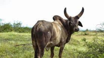 Bull Attack : തൃശൂരിൽ കാളയുടെ കുത്തേറ്റ് സ്കൂട്ടർ മറിഞ്ഞ് എഎസ്ഐ മരിച്ചു