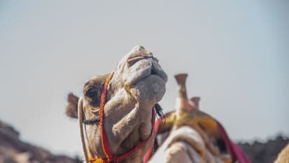 Camel Beauty Contest : ഒട്ടകങ്ങള്ക്ക് സൗന്ദര്യശസ്ത്രക്രിയ; സൗദിയില് നടപടി
