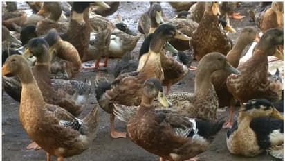 'ആലപ്പുഴയിൽ 2025 വരെ താറാവ് അടക്കമുള്ള പക്ഷി വളർത്തലിന് നിരോധനം ഏർപ്പെടുത്തേണ്ടി വരും': മന്ത്രി ജെ ചിഞ്ചുറാണി