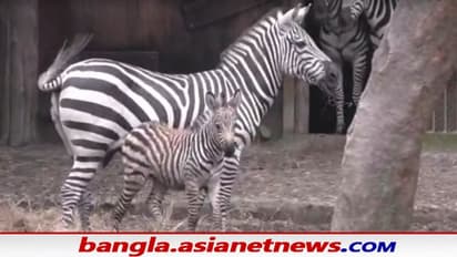 Alipore Zoo: শীতের মরসুমেই চিড়িয়াখানায় এল নতুন অতিথি, অনন্যার কোল আলো করে এল ফুটফুটে জেব্রা