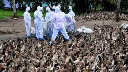 പക്ഷിപ്പനി : ഹരിപ്പാട്ട്  പതിനൊന്നായിരത്തോളം താറാവുകളെ കൂട്ടത്തോടെ കൊന്നൊടുക്കുന്നു 