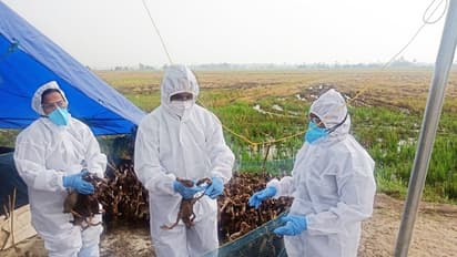 പക്ഷിപ്പനി വിലയിരുത്താന്‍ കേന്ദ്രസംഘം; വിദഗ്ധ സംഘം നാളെ ആലപ്പുഴയിൽ എത്തിയേക്കും