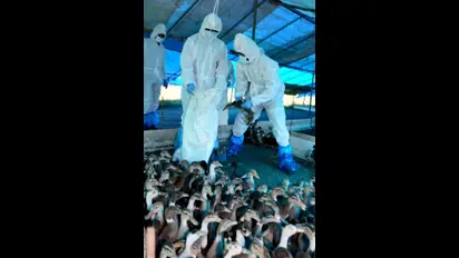  h3n8 bird flu : முதலில் கொரோனா இப்போ! சீனாவில் முதல்முறையாக H3N8 பறவைக் காய்ச்சல் 4வயது குழந்தைக்குப் பரவியது