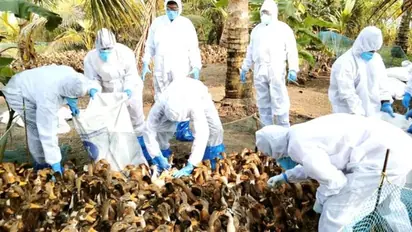 പക്ഷിപ്പനി: ഹരിപ്പാട് മേഖലയിൽ പക്ഷികളുടെ കച്ചവടവും കടത്തലും നിരോധിച്ചു 