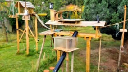 ഇത് അണ്ണാനും മറ്റ് ജീവികൾക്കും വേണ്ടിയുള്ള ഇടം, 18 മാസങ്ങൾ കൊണ്ട് യുവാവ് നിർമ്മിച്ചത്