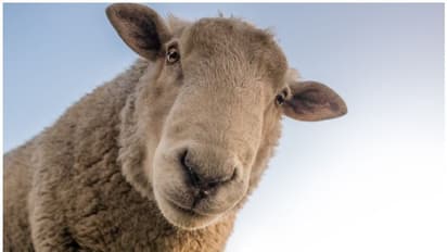 സൗദിയിലേക്കുള്ള 15,000ത്തോളം ചെമ്മരിയാടുകളെ കയറ്റിയ കപ്പല്‍ ചെങ്കടലില്‍ മുങ്ങി