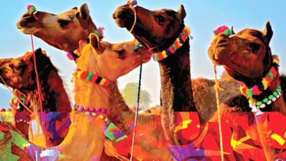 Camel Beauty Contest: উটের সৌন্দর্য প্রতিযোগিতা, কৃত্রিমভাবে সুন্দর করায় বাদ ৪০টি উট