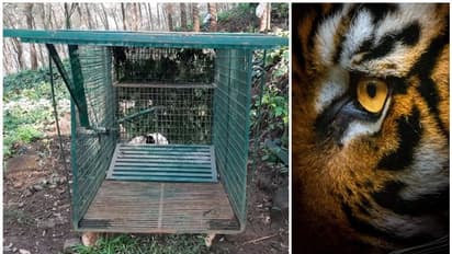 Tiger : മൂന്നാം ദിവസവും കടുവ ഇറങ്ങി; വീഴ്ത്താന്‍ വച്ച കെണിക്ക് സമീപം വച്ച് പന്നിയെ തിന്ന് സ്ഥലം വിട്ടു.!