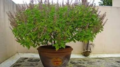 ಶ್ರಾವಣದಲ್ಲೇ ಈ 6 ಗಿಡ ನೆಡಿ; ನಿಮ್ಮ ಆಸ್ತಿ ಹೆಚ್ಚುವುದು ನೋಡಿ..