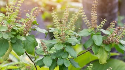 ఈ రెండు మొక్కలు ఇంట్లో ఉంటే.. ఆ ఇంట లక్ష్మీ దేవి కలకలలాడుతుంది..!