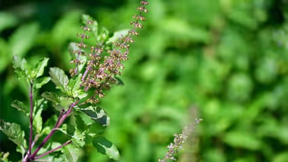 ದೇವಾಲಯದಿಂದ ತುಳಸಿ ಎಲೆಗಳನ್ನು ಮನೆಗೆ ತರೋದು ಶುಭವಂತೆ! 