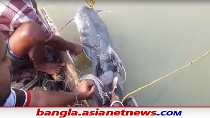 Nadia fisherman: জালে উঠল ৫০ কেজির বিশালাকার মাছ, খুশির হাওয়া শান্তিপুরের জেলে পাড়ায়