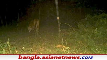 Tiger in Buxa: ঘুরছে রয়্যাল বেঙ্গল টাইগার, ২৩ বছর পরে বন দপ্তরের ক্যামেরায় ধরা পড়ল জলজ্যান্ত বাঘের ছবি