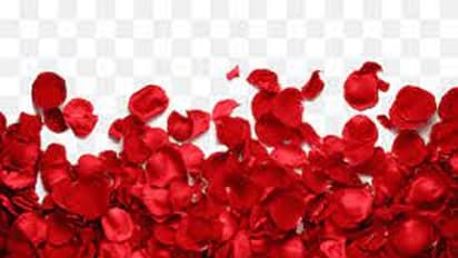 గులాబీ పువ్వుల రేకులతో న్యాచురల్ బ్యూటీ బెనిఫిట్స్.. ఎలానో మీకు తెలుసా?