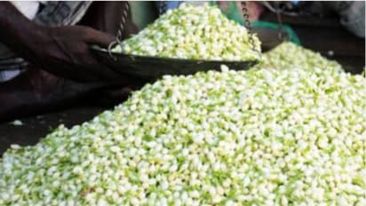 தங்கத்தின் விலையில் மல்லிகைப்பூ..!! கிலோ 3500 ரூபாய்க்கு விற்பனை..