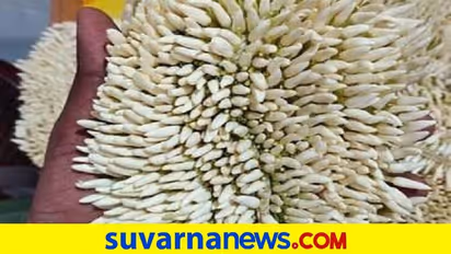 Jasmine to Cost More: ಮೊಳವೊಂದಕ್ಕೆ 200ಗೆ ಏರಿದ ಭಟ್ಕಳ ಮಲ್ಲಿಗೆ..!