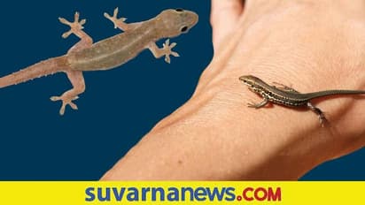 Lizard Falling Meaning: ಹಲ್ಲಿ ಮೈ ಮೇಲೆ ಎಲ್ಲಿ ಬಿದ್ದರೆ ಏನರ್ಥ ತಿಳ್ಕೊಳಿ..
