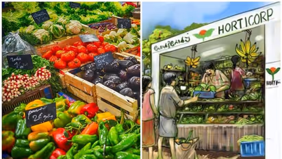 കർഷകർക്ക് ആശ്വാസവുമായി ഹോർട്ടികോർപ്, വിൽക്കുന്ന പച്ചക്കറിയുടെ ബിൽ എത്തിച്ചാൽ ബാങ്ക് വഴി പണം നൽകും