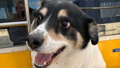 Pet Care: ಶ್ವಾನದ ಆರೈಕೆಗೆ ಅಶ್ವಗಂಧ, ಬೇವು ಪ್ರಯೋಜನಕಾರಿ