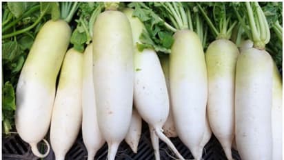 Radish