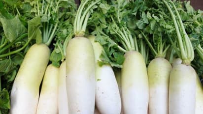  ముల్లంగిని తీసుకుని దాని ఆకులను పారేస్తున్నారా? మీరెన్ని లాభాలను మిస్ అవుతున్నారో తెలుసా?