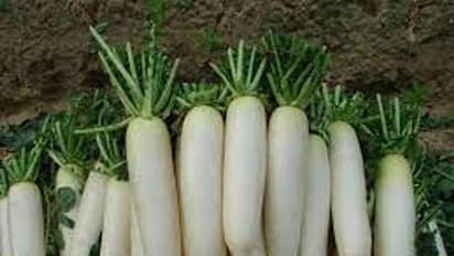 బరువుని తగ్గించడంలో ముల్లంగి పాత్ర ఎంత ముఖ్యమో తెలుసా..?