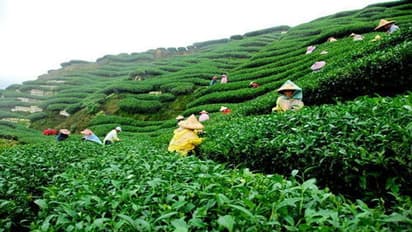 International Tea Day: ಬಲು ದುಬಾರಿ ಈ ಚಹಾ... ಇದರ ಬೆಲೆ ಕೇಳಿದ್ರಾ?