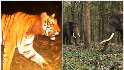 Wayanad Tiger Attack : കുറുക്കന്മൂലയ്ക്കടുത്ത് വീണ്ടും കടുവ: പശുവിനെ കൊന്നു, ആടിനെ കാണാതായി