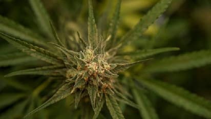 Thailand marijuana : കഞ്ചാവുചെടി പൂര്ണമായും ഉപയോഗിക്കാം, നിയമാനുമതി നല്കാന് തായ്ലാന്ഡ്